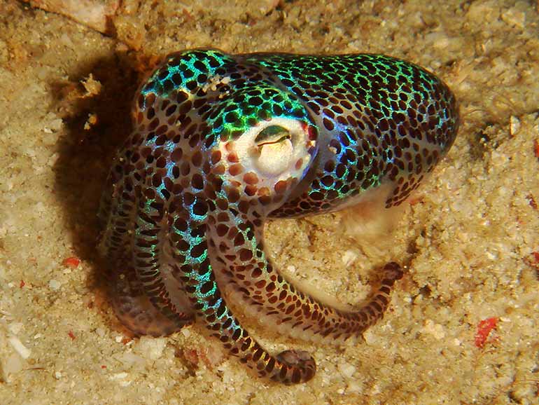 bobtail squid mabul island dive site