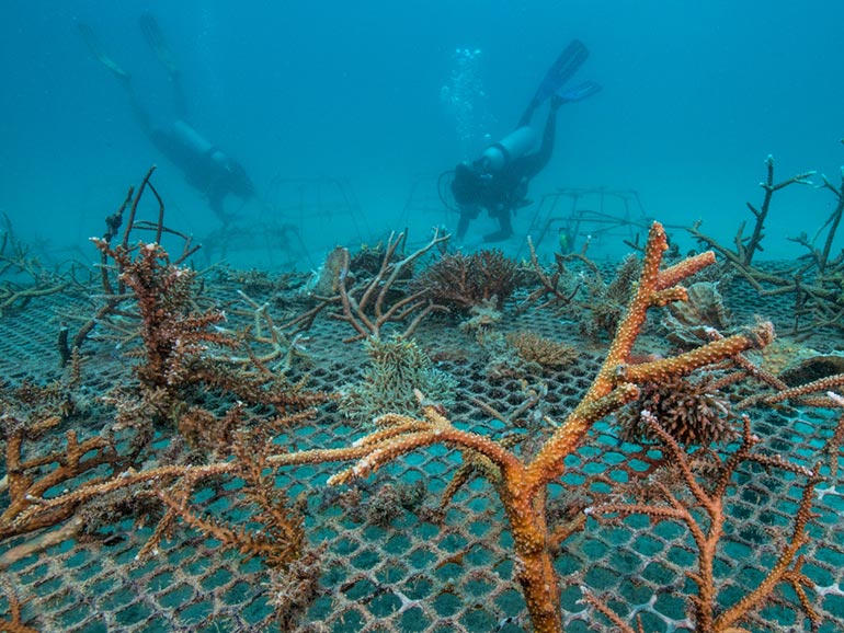 coral conservation