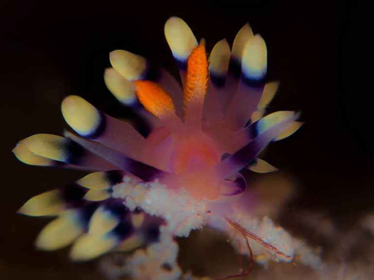 nudibranch dive site mabul island