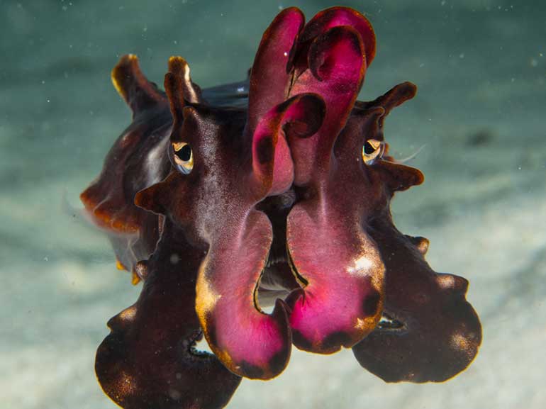 flamboyant cuttlefish mabul diving