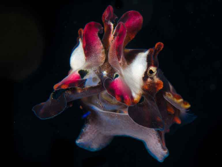 flamboyant cuttlefish mabul