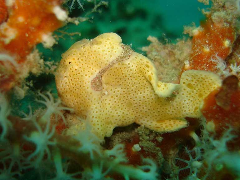 frogfish mabul island dive