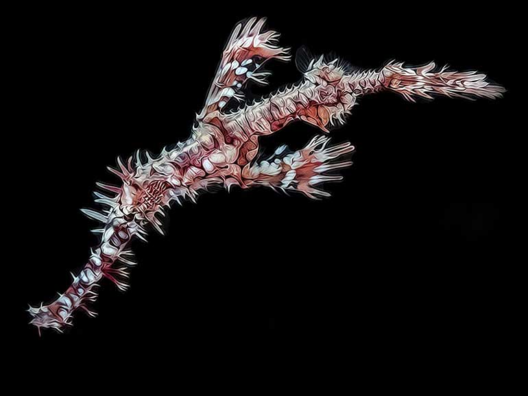 ghost pipefish diving mabul