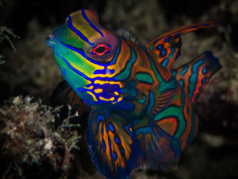 mandarin fish mabul