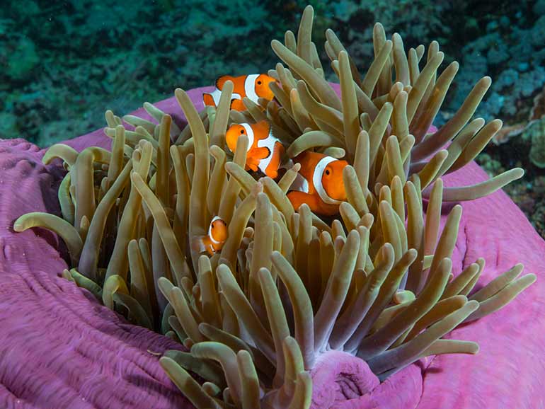 nemo scuba junkie mabul diving