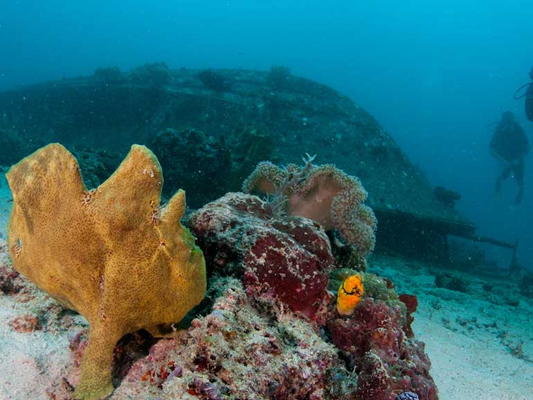 paradise dive site mabul island