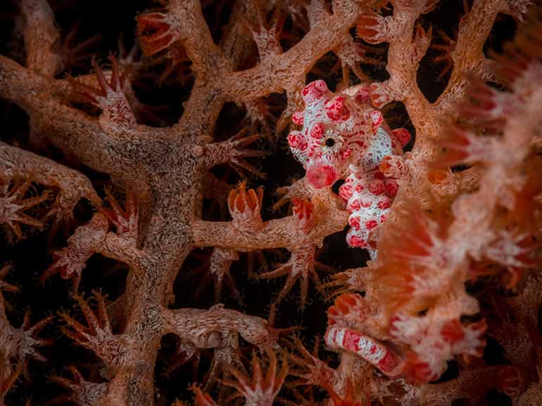 pygmy seahorse mabul island diving