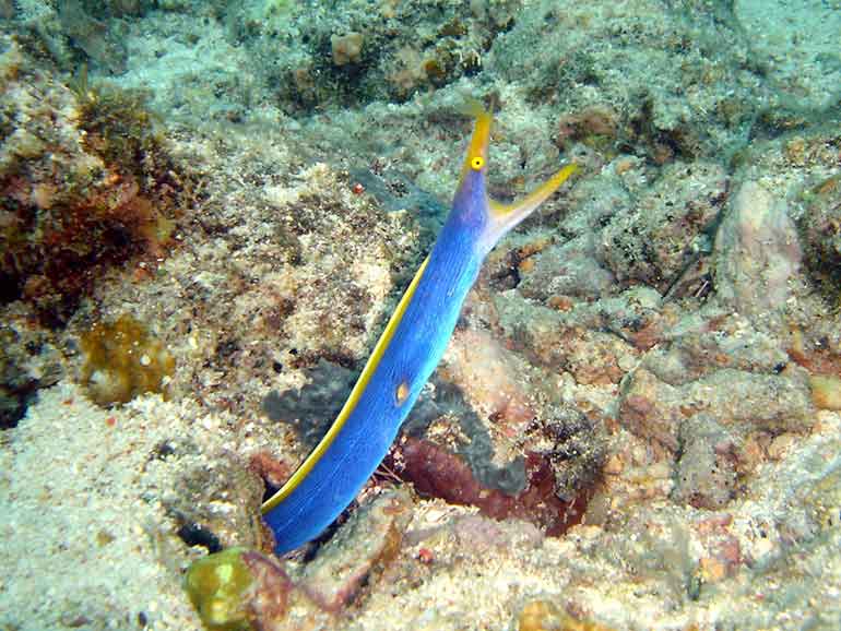 ribbon eel mabul dive