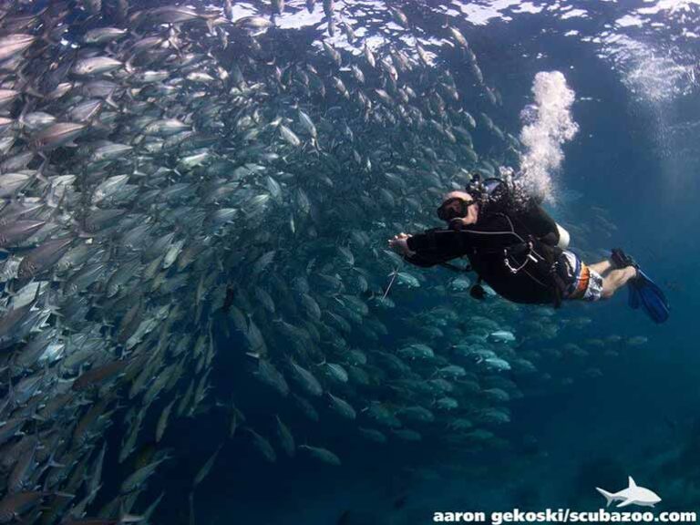 The Complete Guide To Diving Sipadan Island