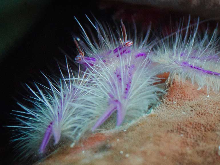 hairy squat lobster lobster wall mabul island