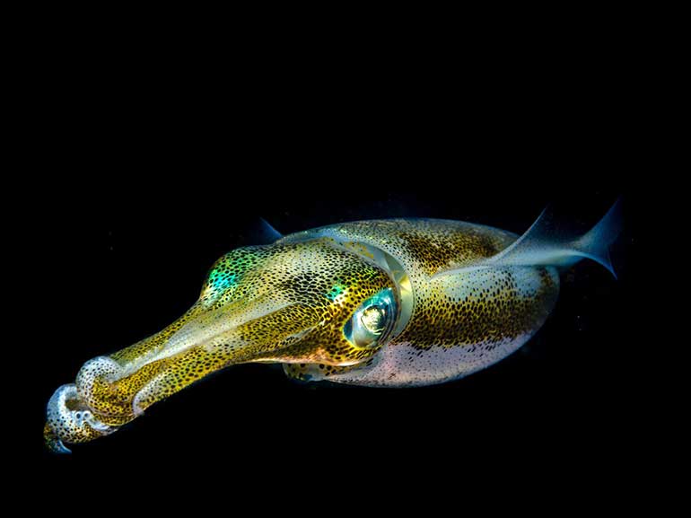 night dive mabul island