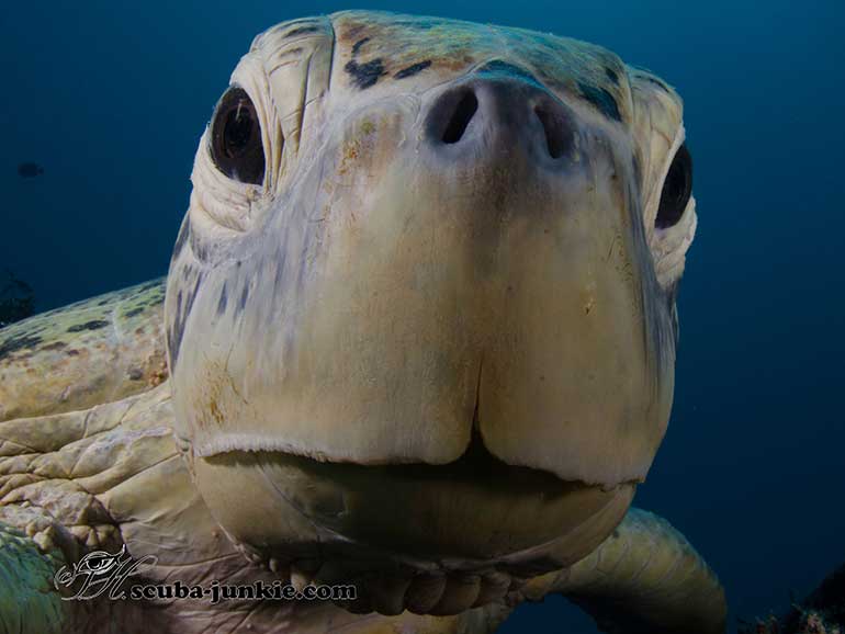 dive with turtles mabul island