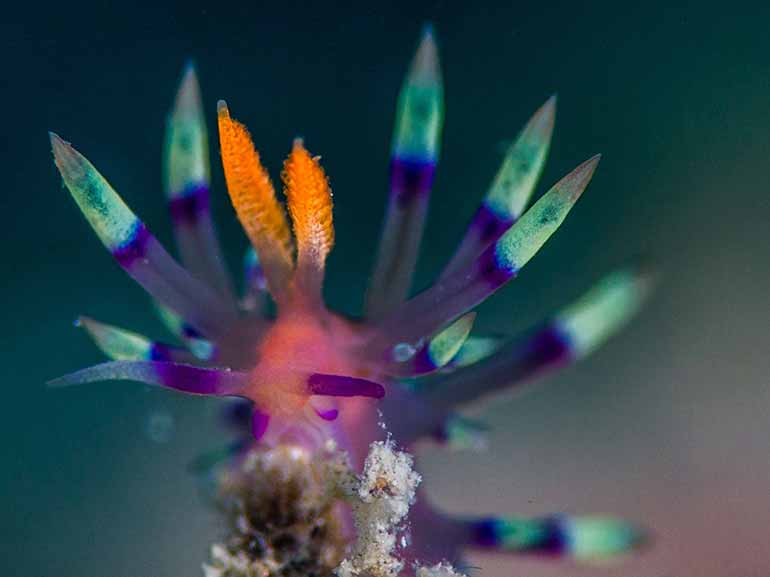 nudibranch