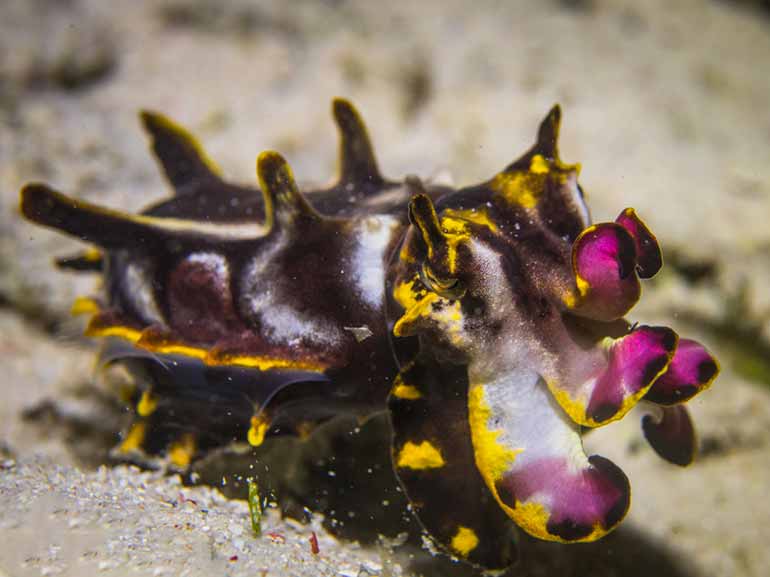 flamboyant cuttlefish mabul