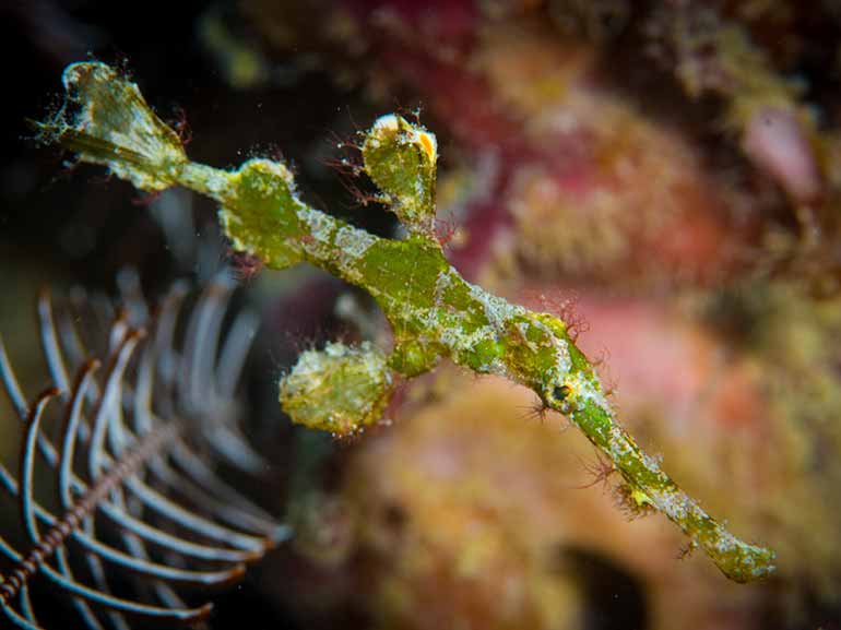 halimeda ghost pipefish