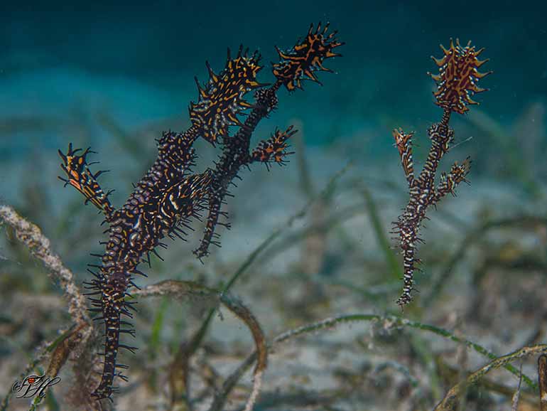 ornate ghost pipefish mabul