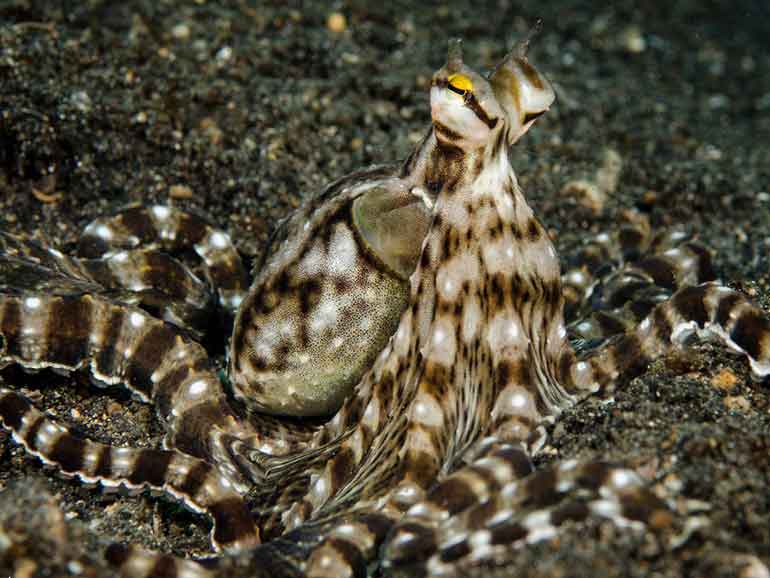 mimic octopus mabul