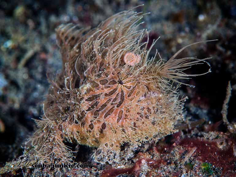 hairy frogfish