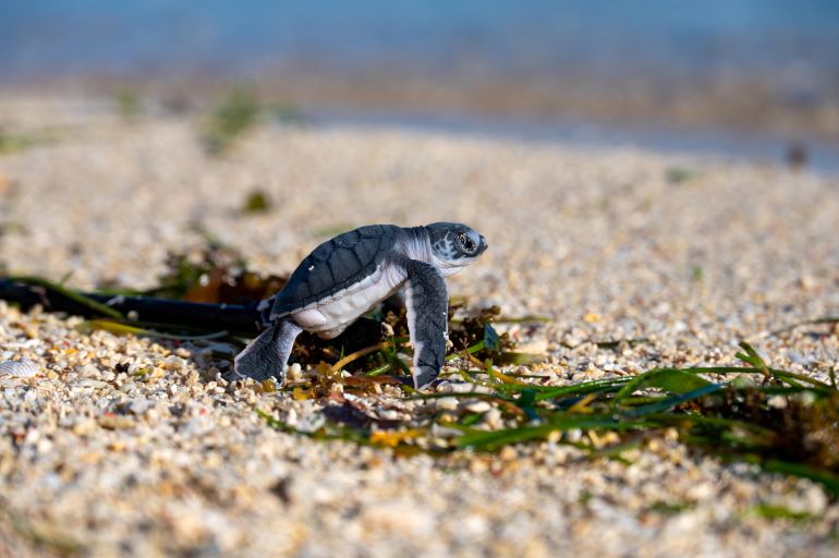 Turtle Hatchling