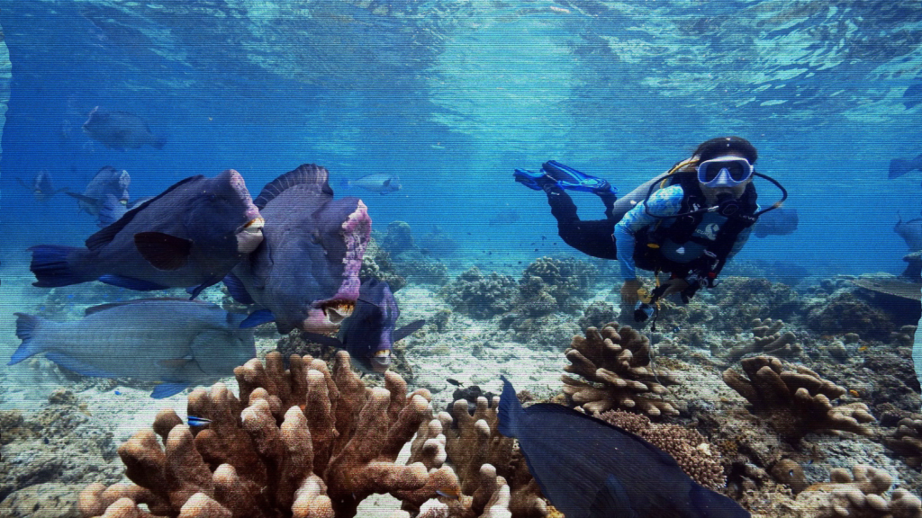 Bumphead Parrotfish Conservation